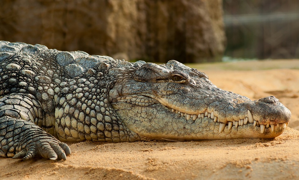 Crocodile