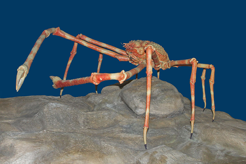 Crabe-araignée géant du Japon